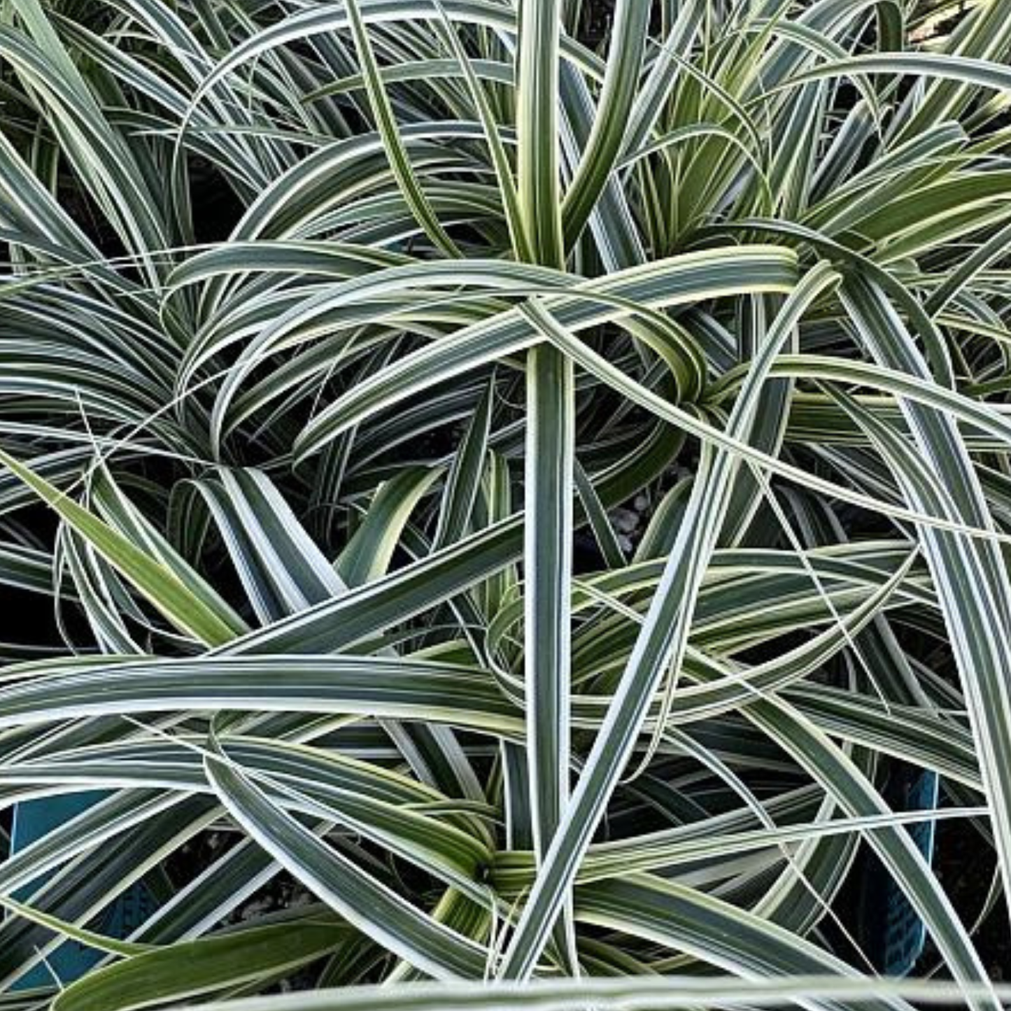 Feather Falls Carex