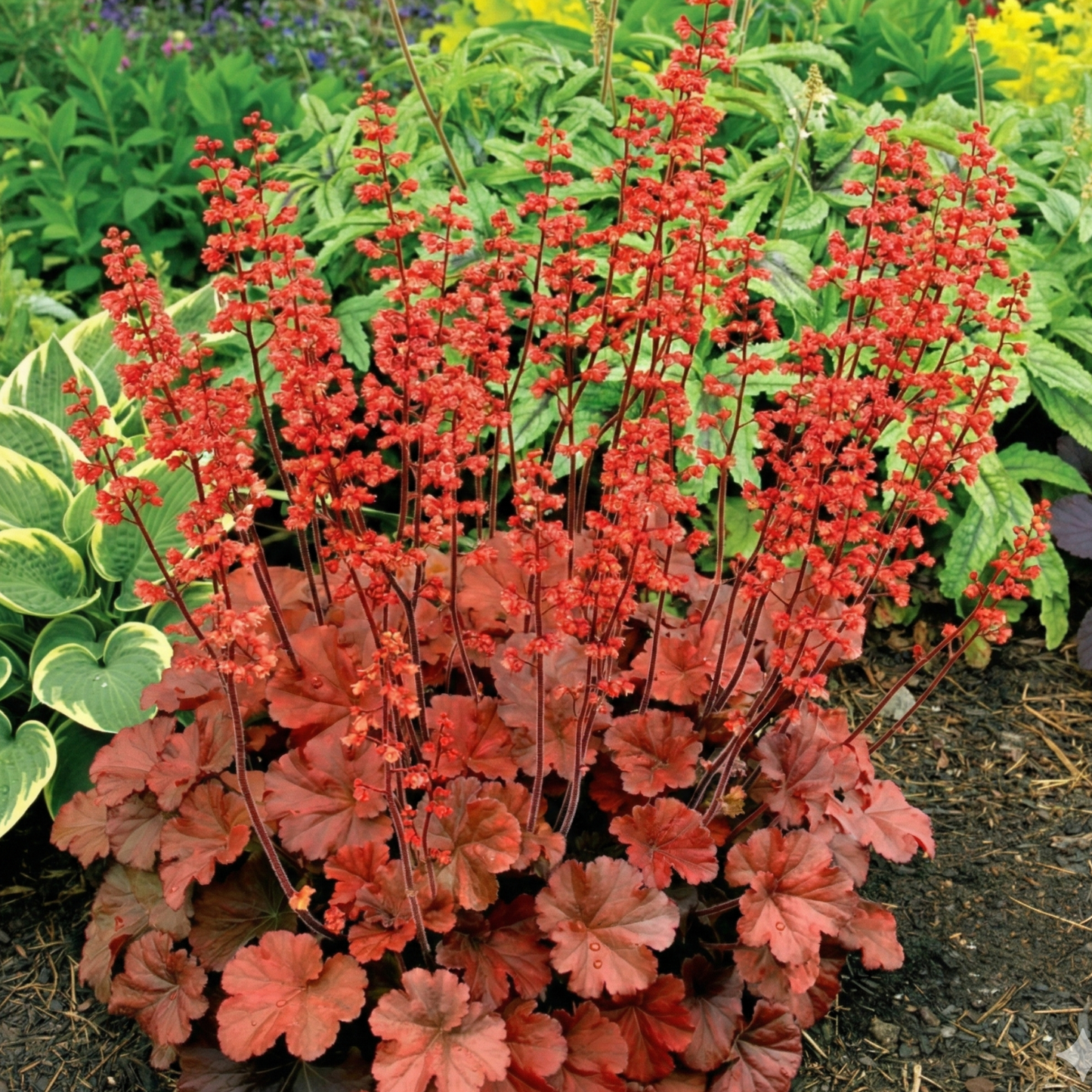 Cherry Cola Heuchera