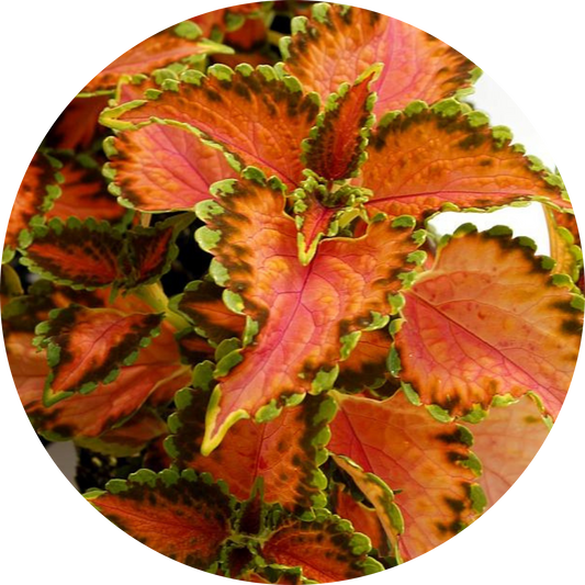 Coleus "Peach Julep"