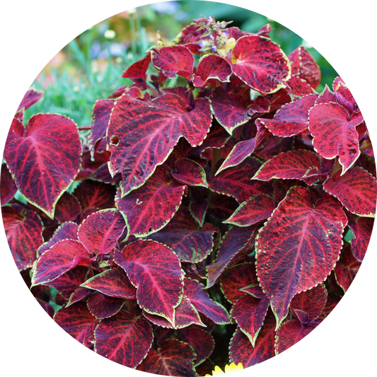 Coleus "Red Hues"