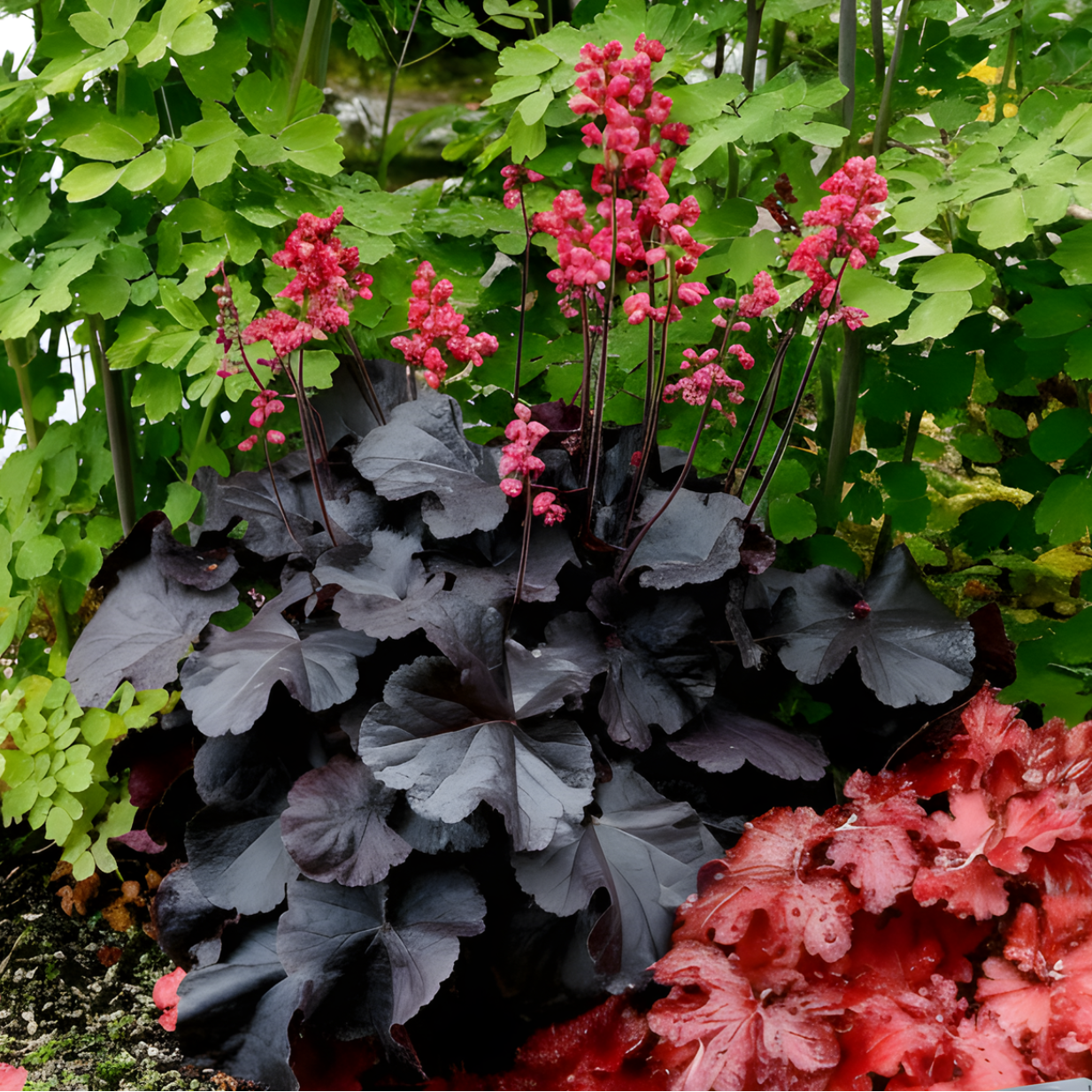 Black Forest Cake Heuchera