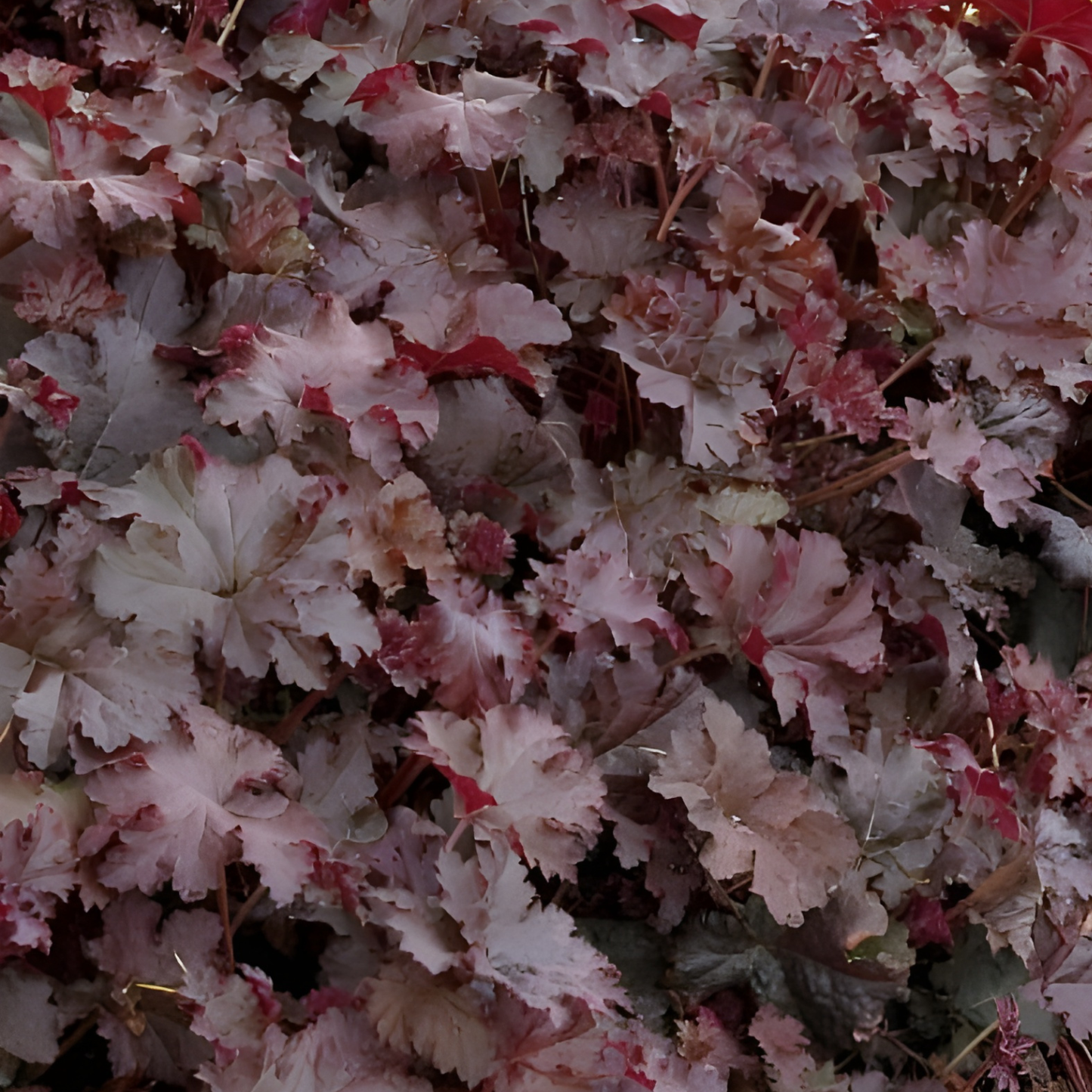 Chocolate Ruffles Heuchera