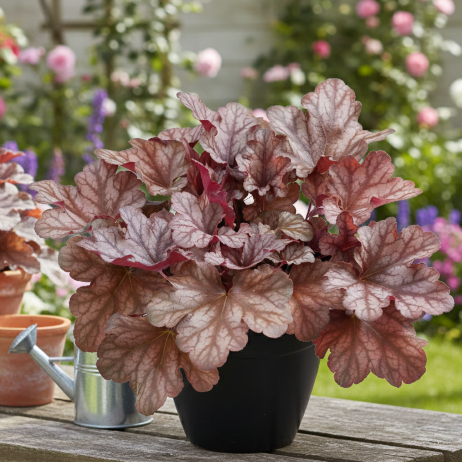 ヴェロニカ Veronica Arizona ゲリラ ワイルド フレア Kira Arizona Heuchera - 4