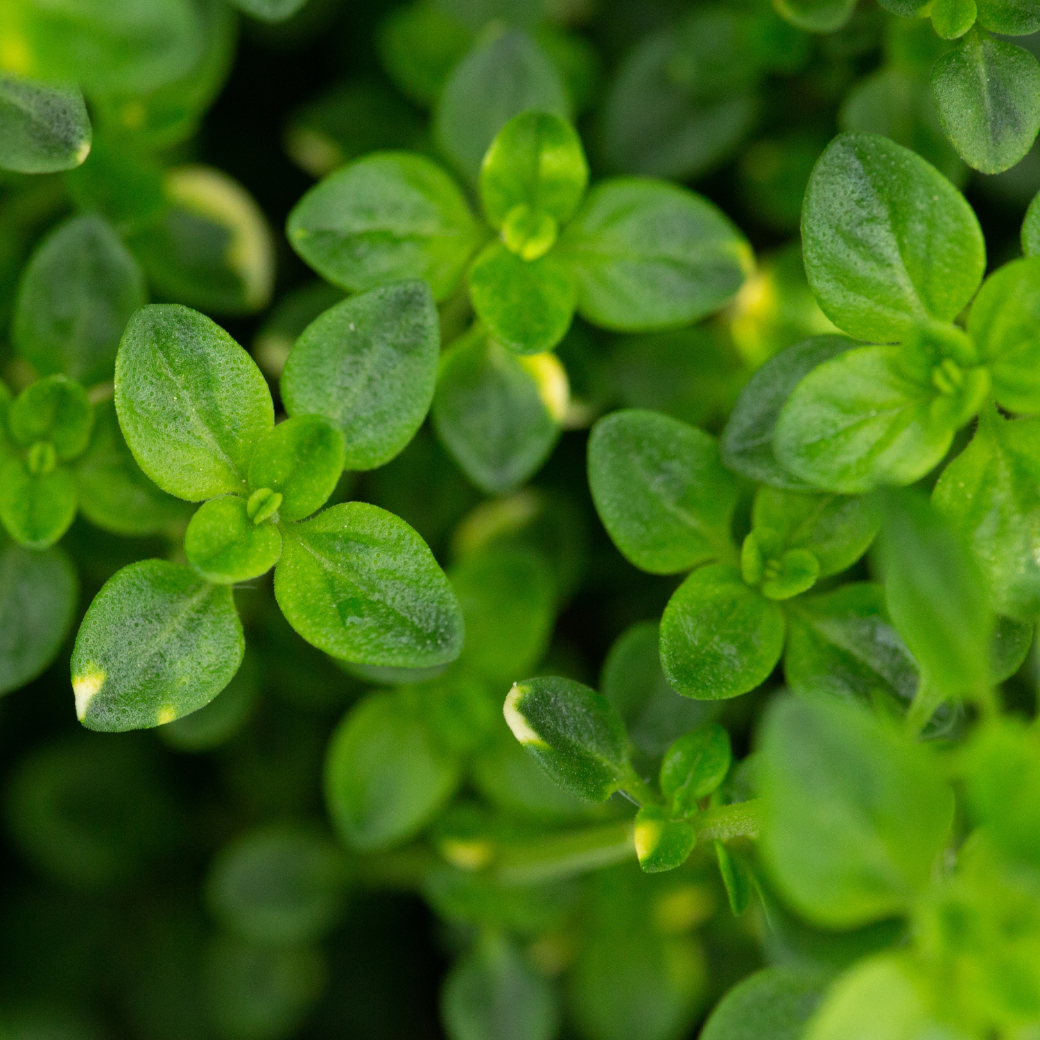 lemon thyme plant Creeping Lemon Thyme