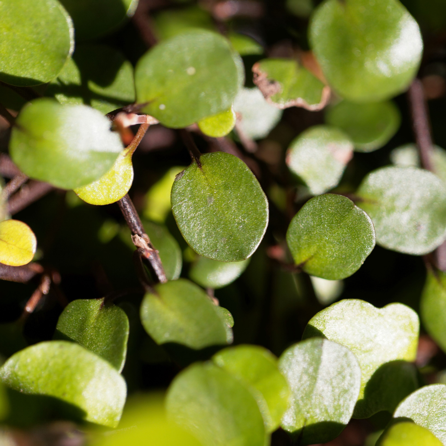 creeping wire vine house plant Creeping Wire Vine