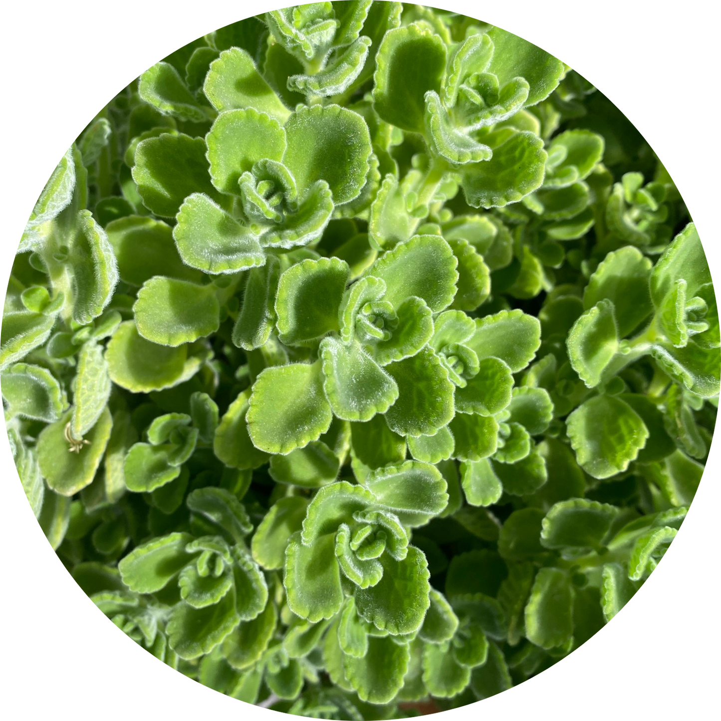 Cuban Oregano (4")