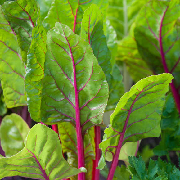 Rainbow Swiss Chard