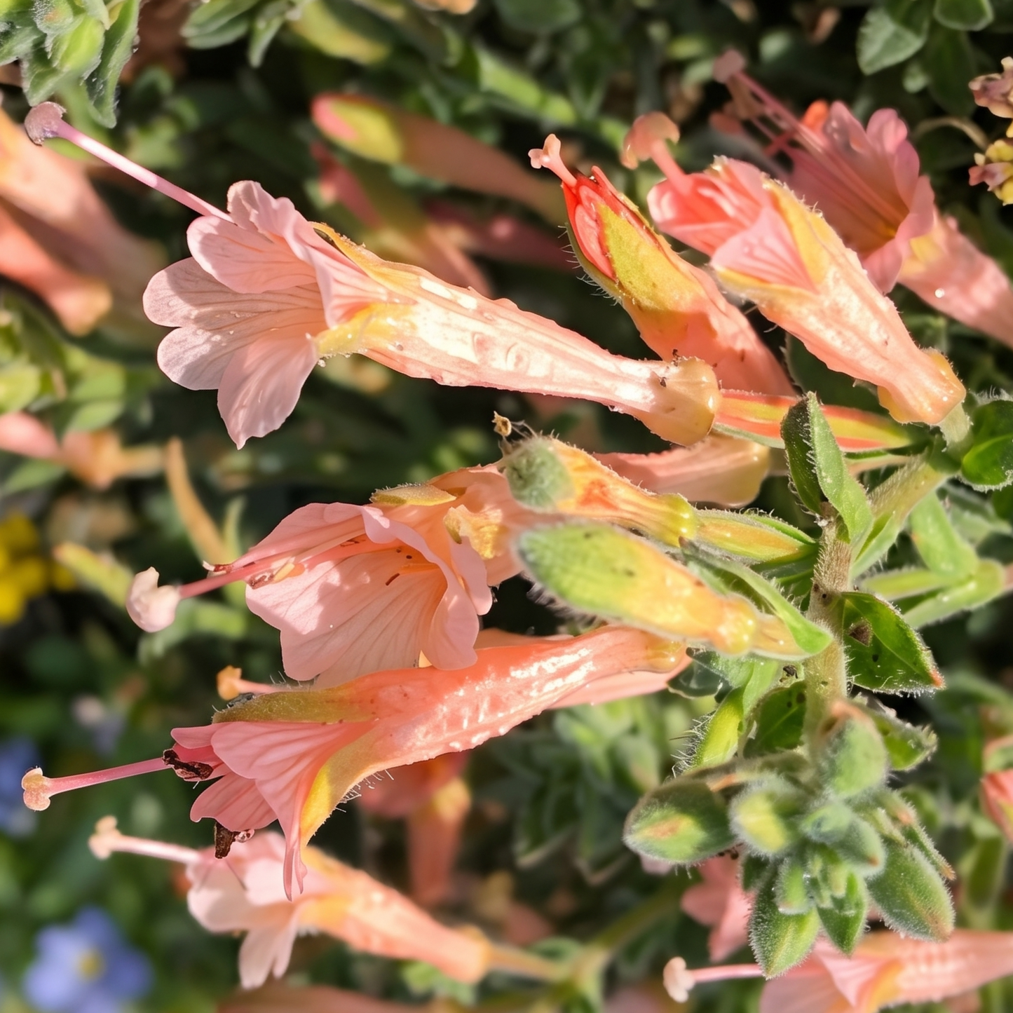 Marin Pink California Fuchsia