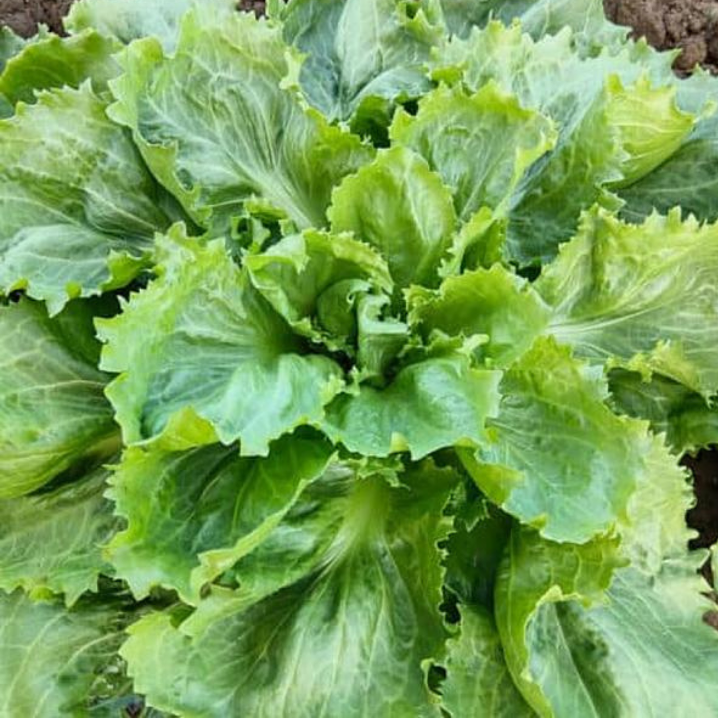 Ascolana Escarole, 6 plants
