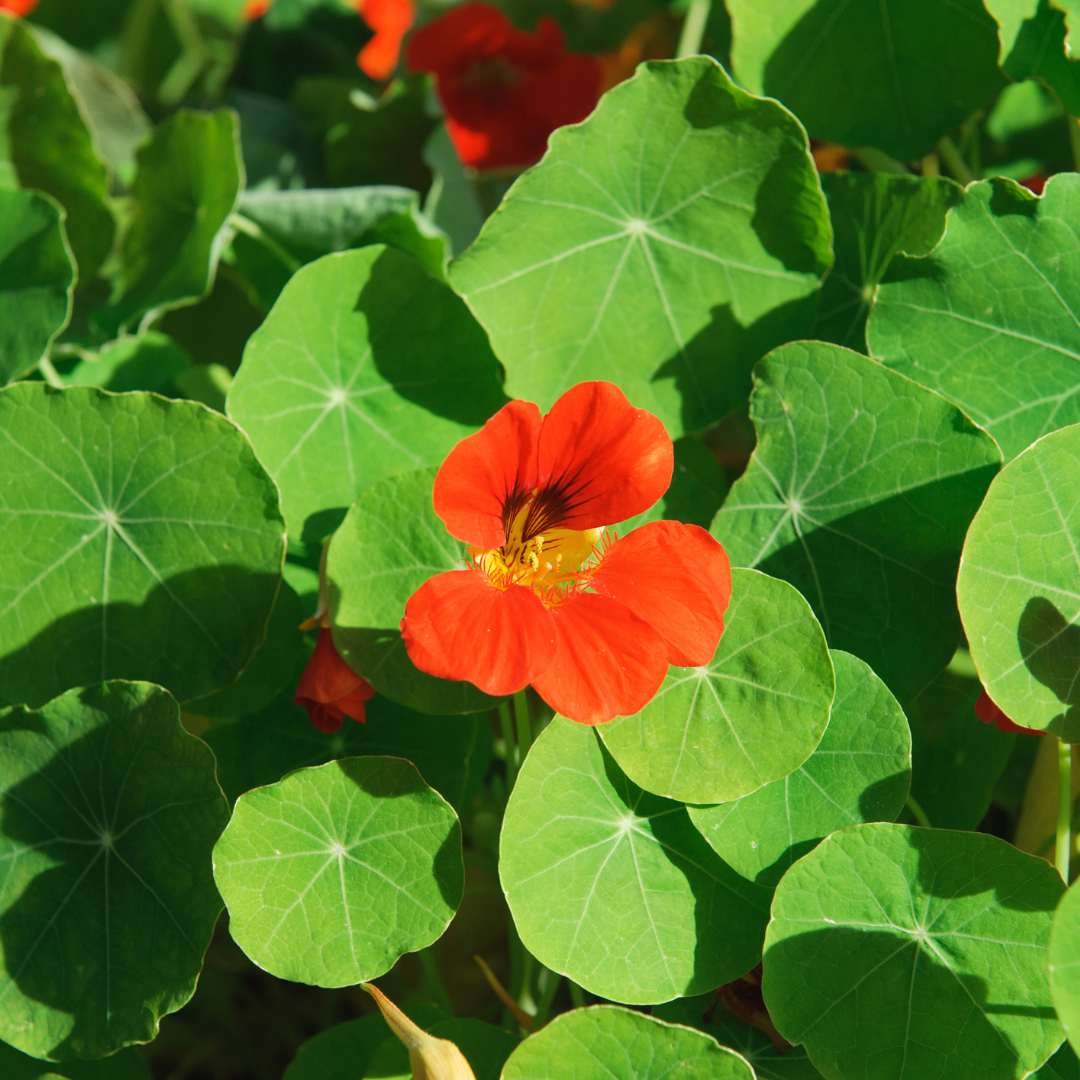 Empress Of India Nasturtium