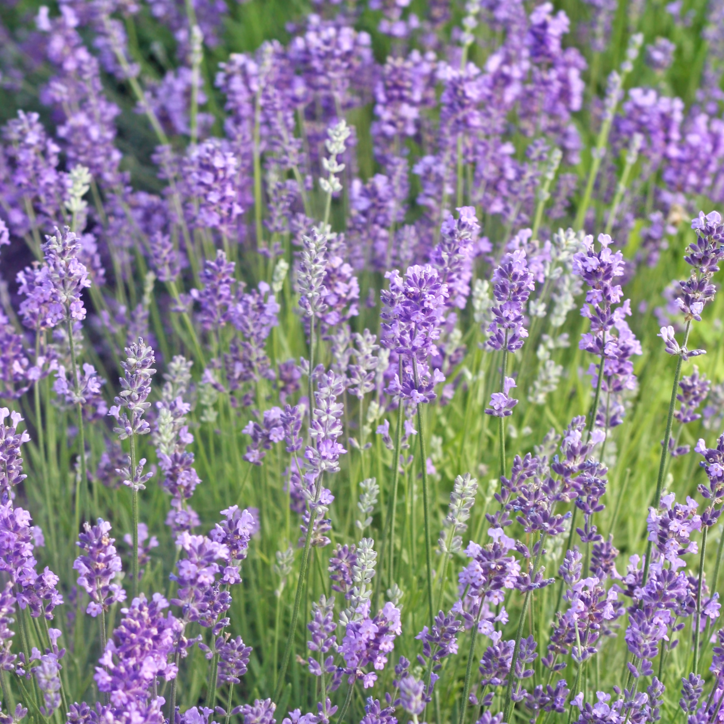 English Lavender, 2" plant