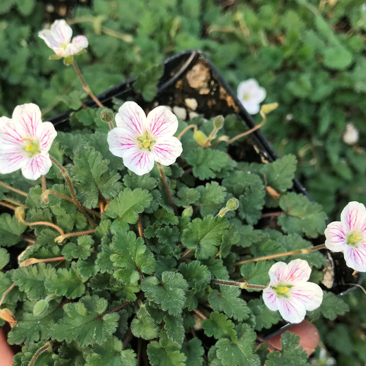 Album Erodium