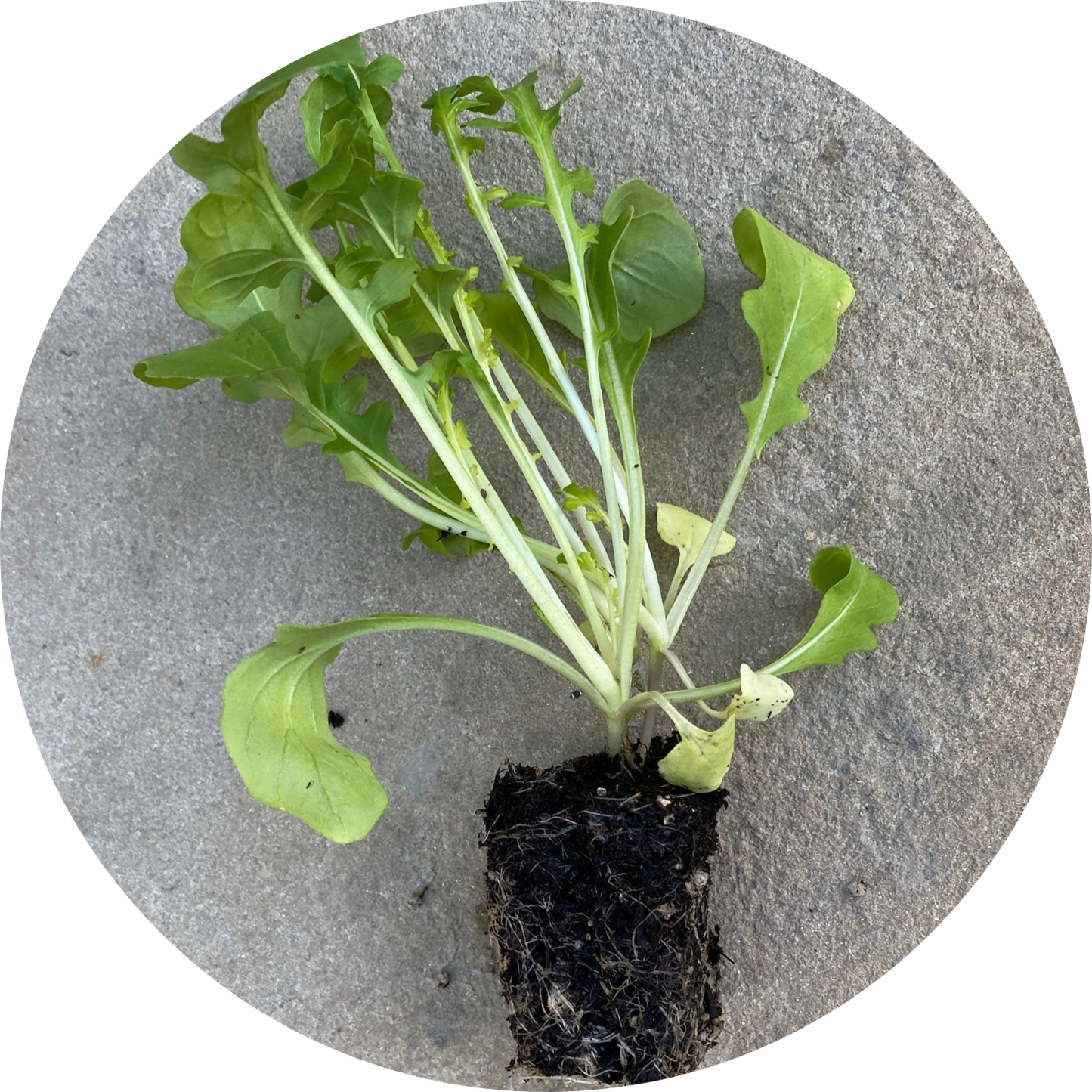 Esmee Arugula