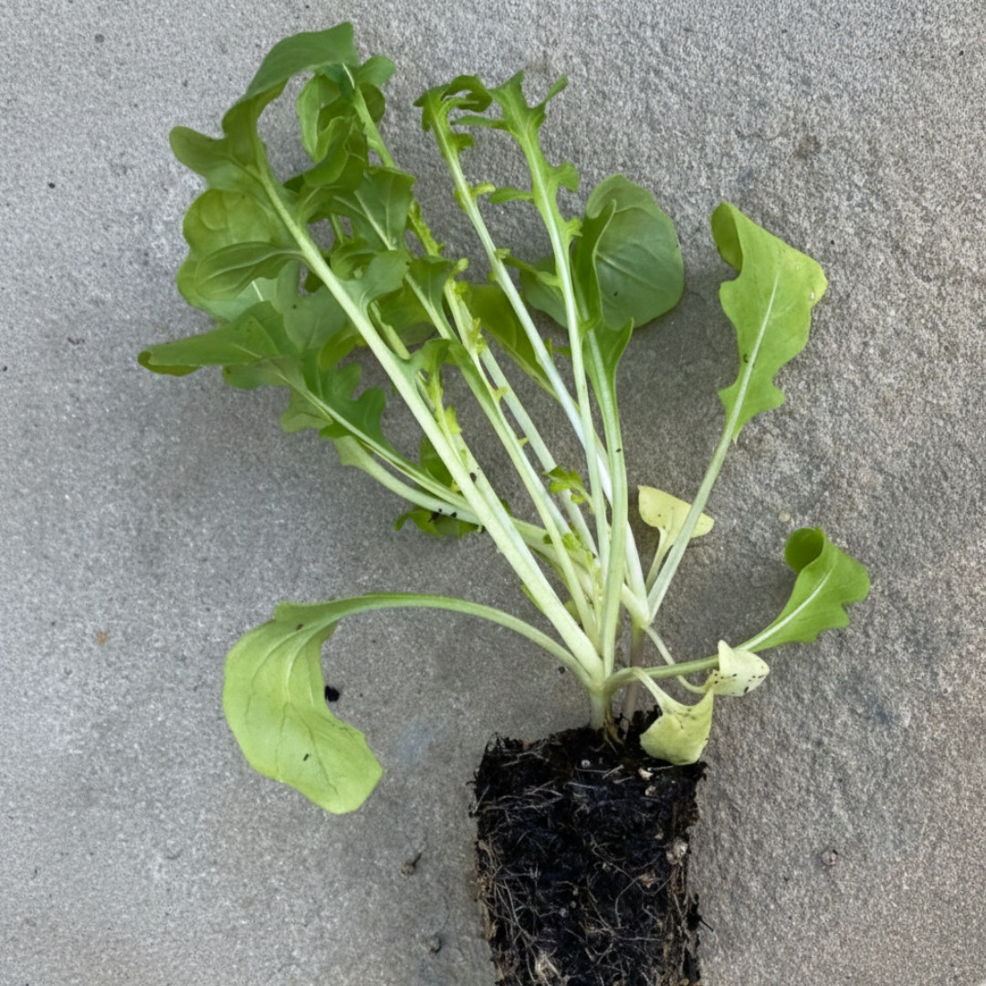 plant arugula indoors Esmee Arugula