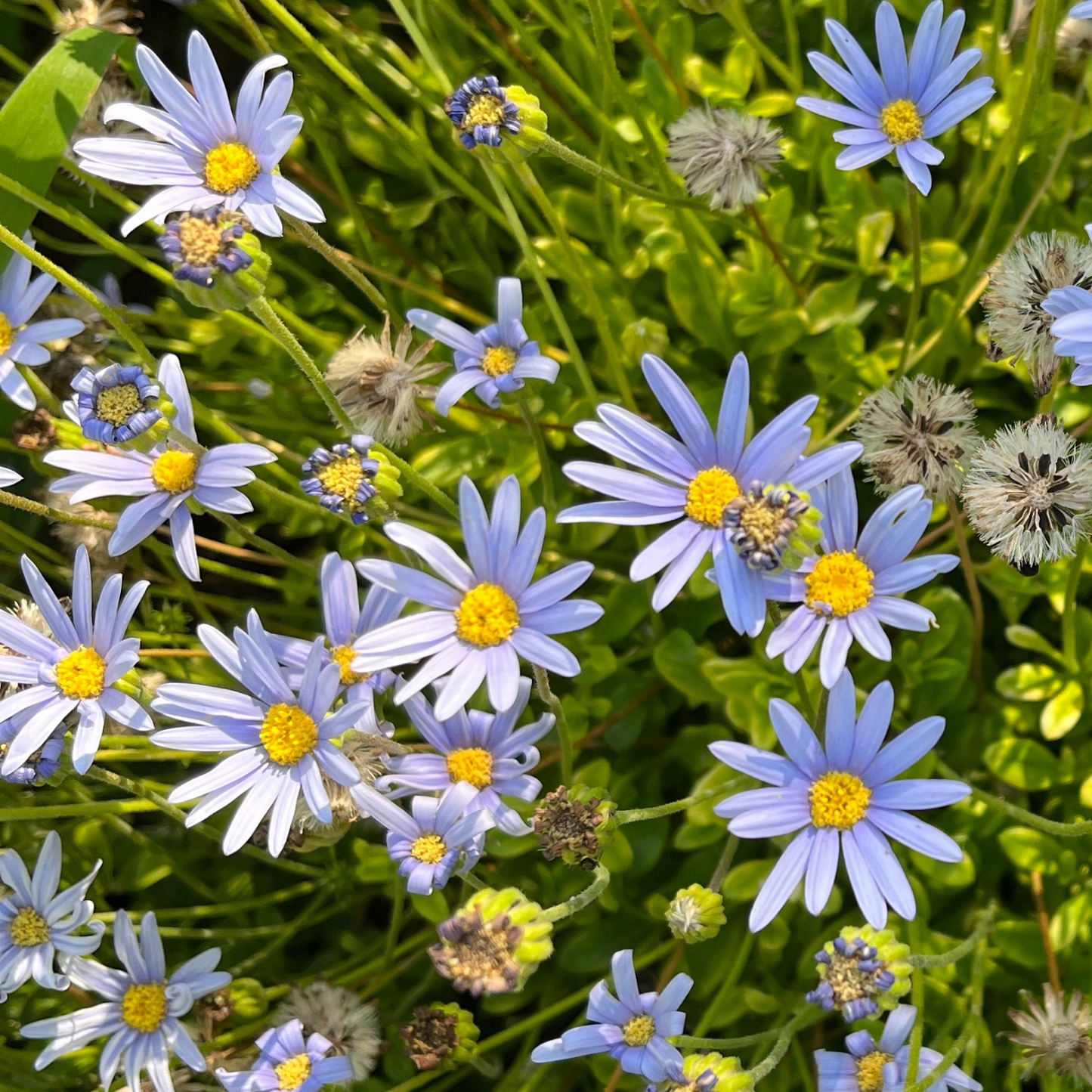 Felicity Blue Daisy