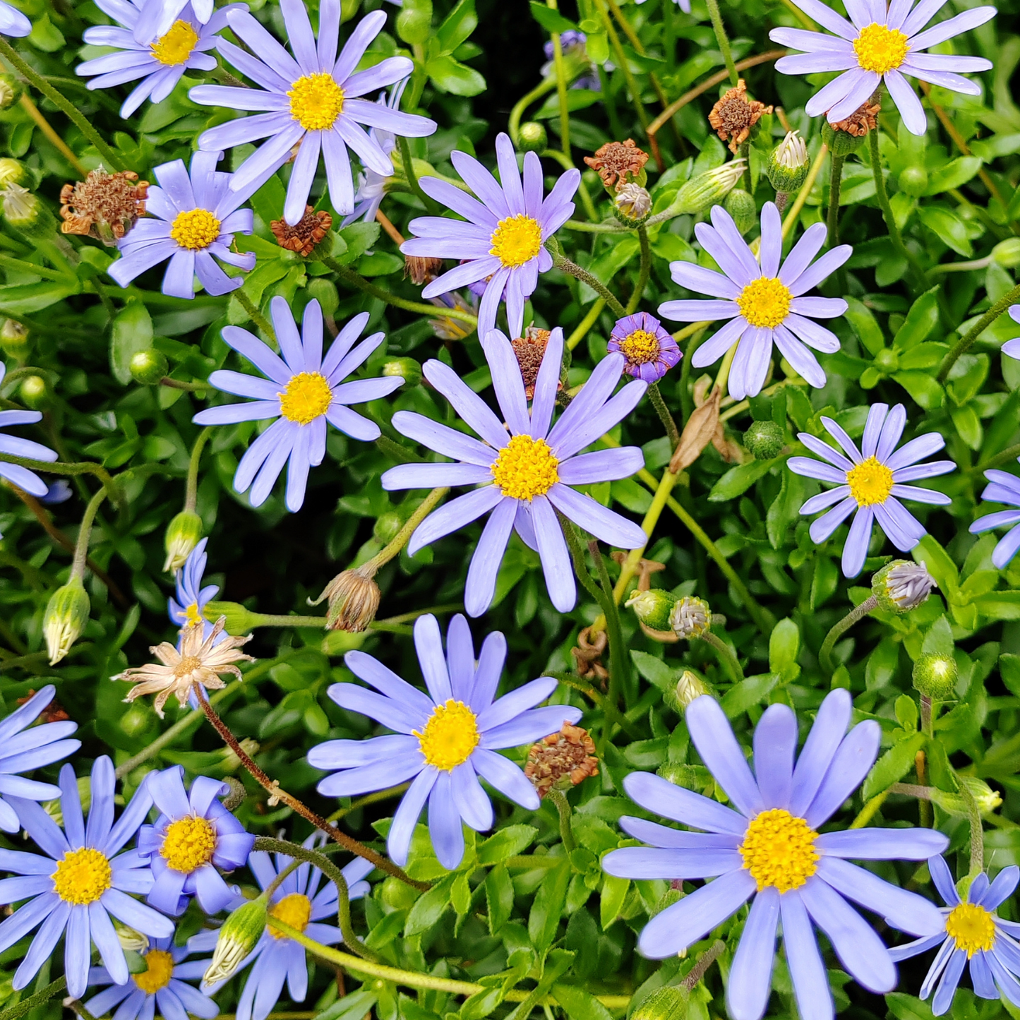 Forever Blue Blue Daisy