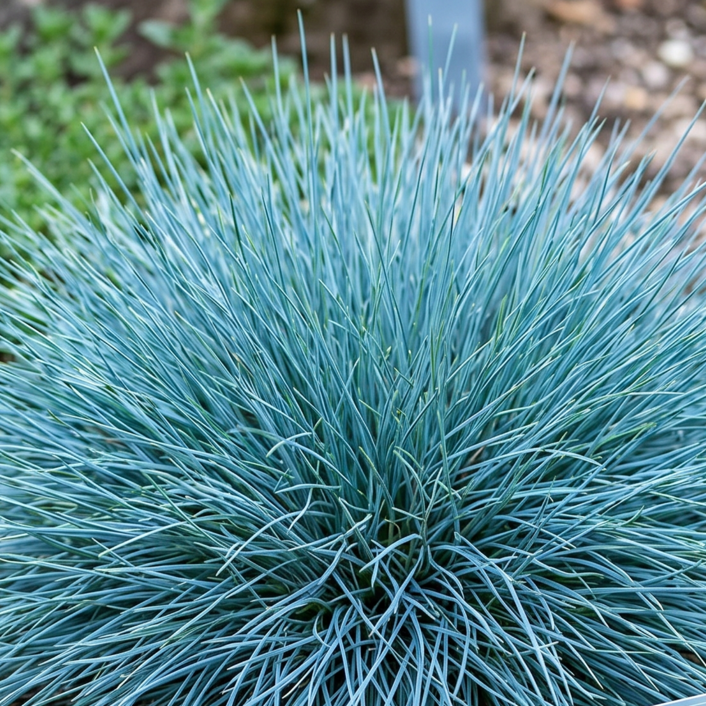 Boulder Blue Fescue