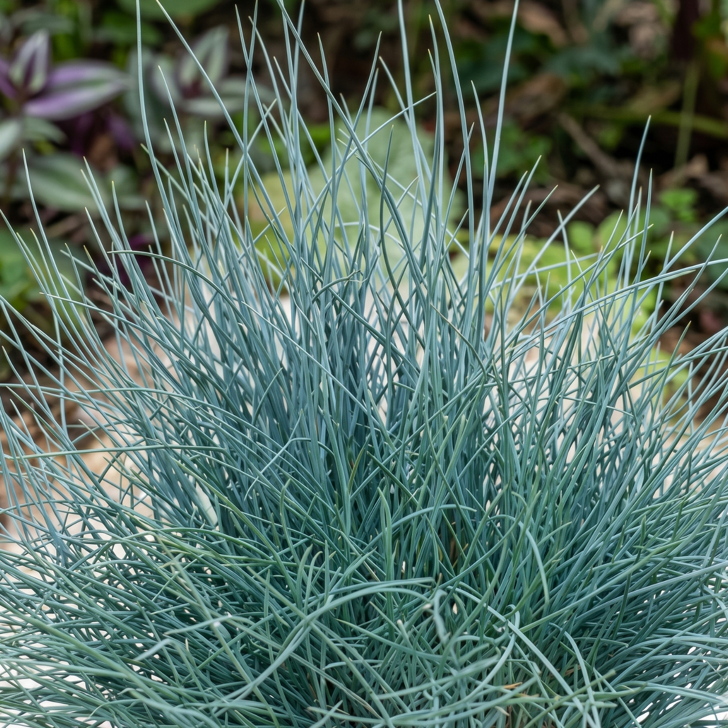 Buddy Blue Fescue