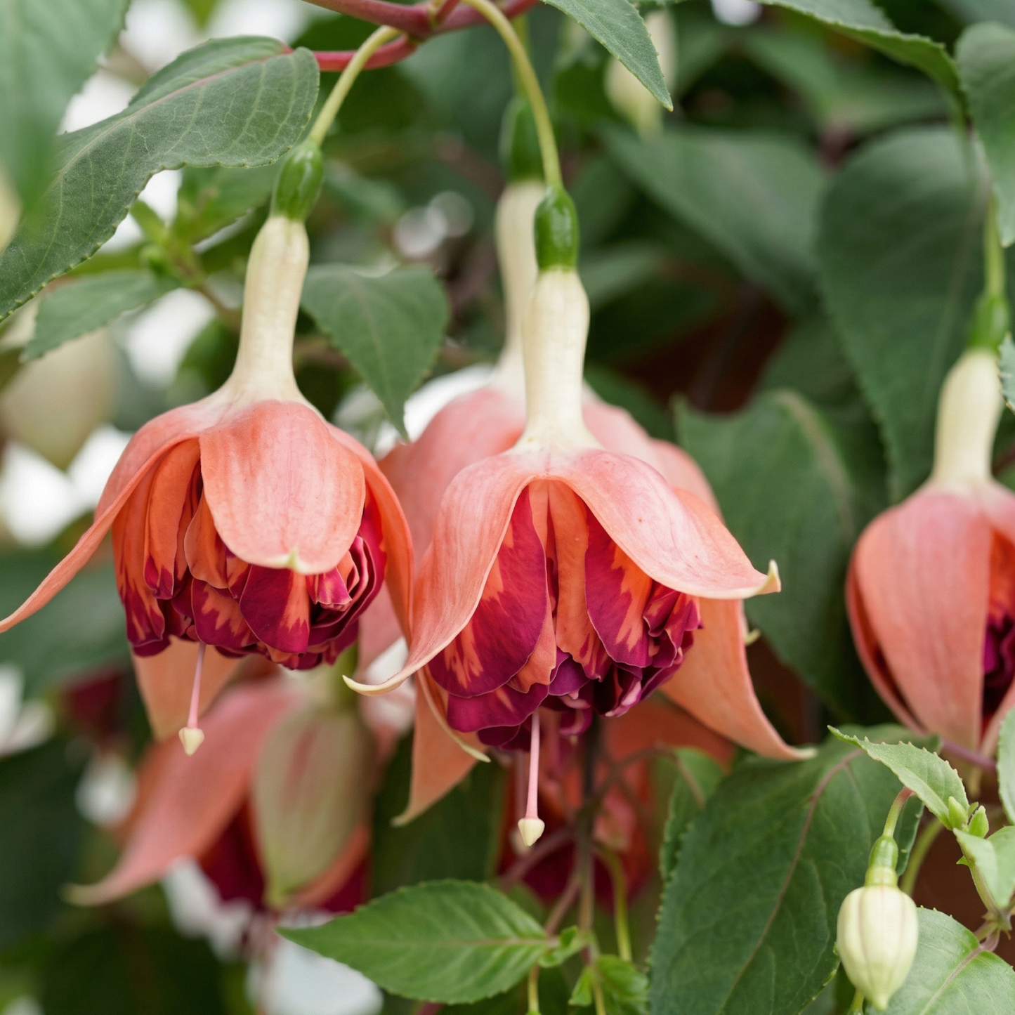 Thumbelina Gem Fuchsia