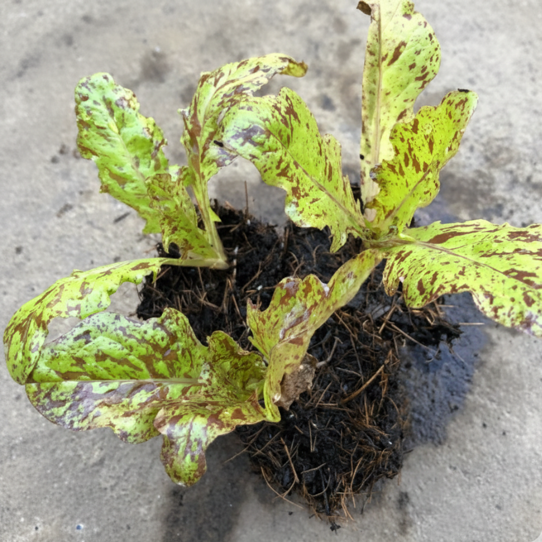 Flashy Butter Oak Leaf Lettuce