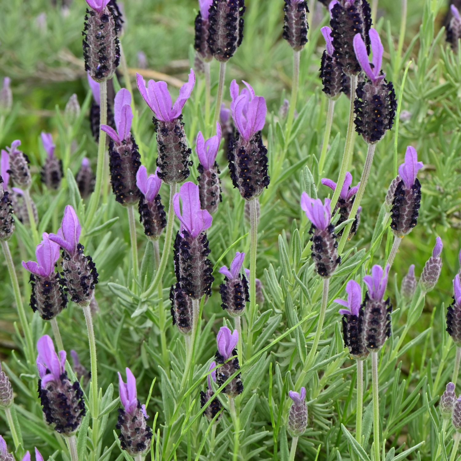 French Lavender, 2