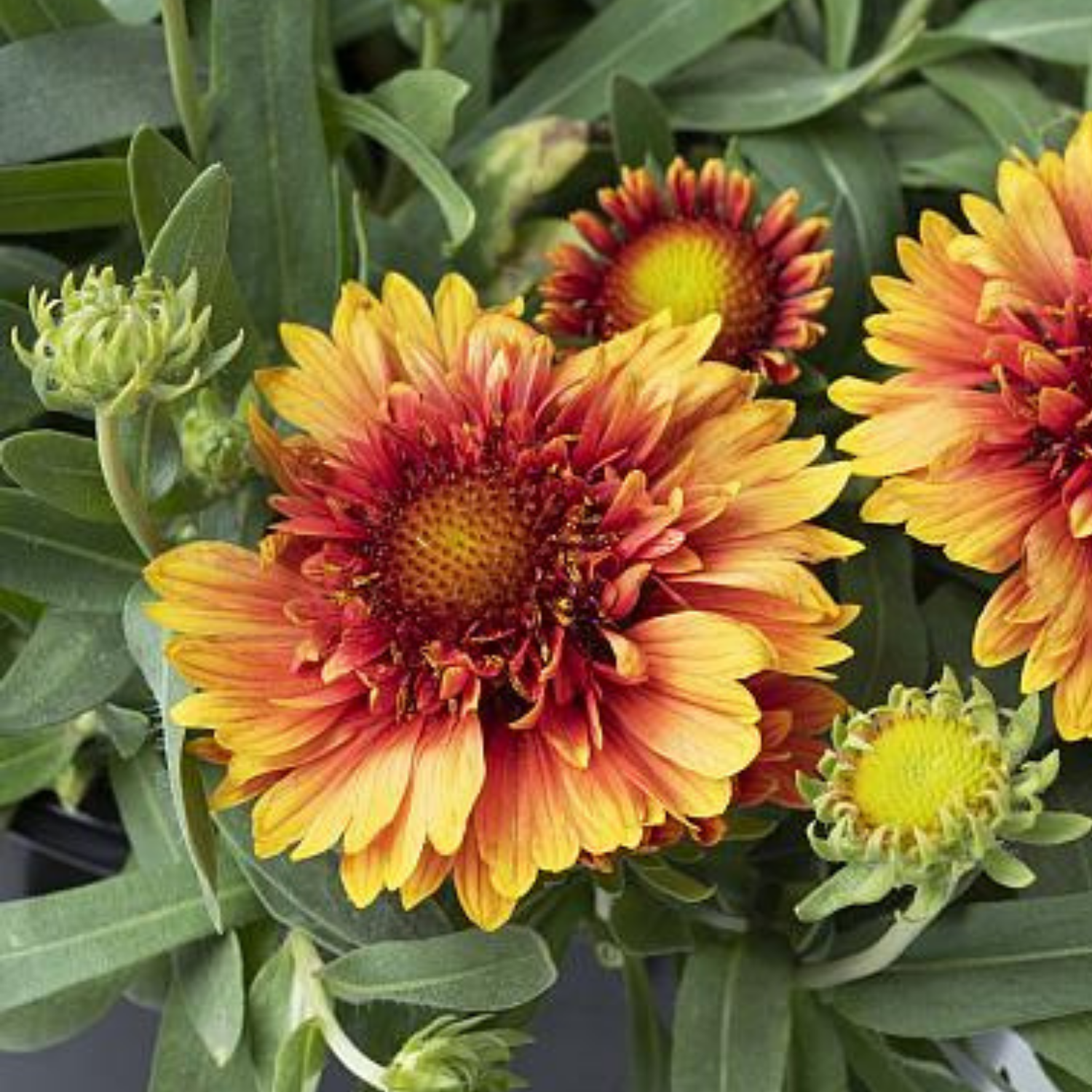 Sunset Orange Ruffles Blanket Flower Gaillardia