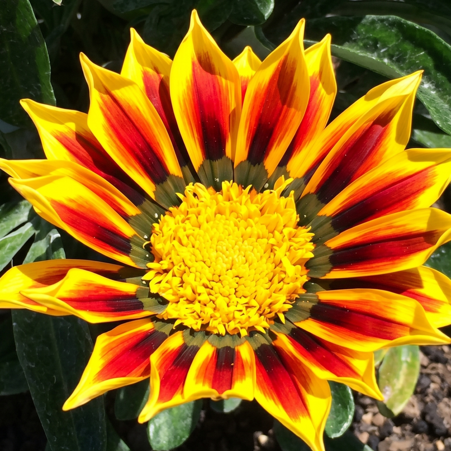 Totonaca SunBathers Gazania