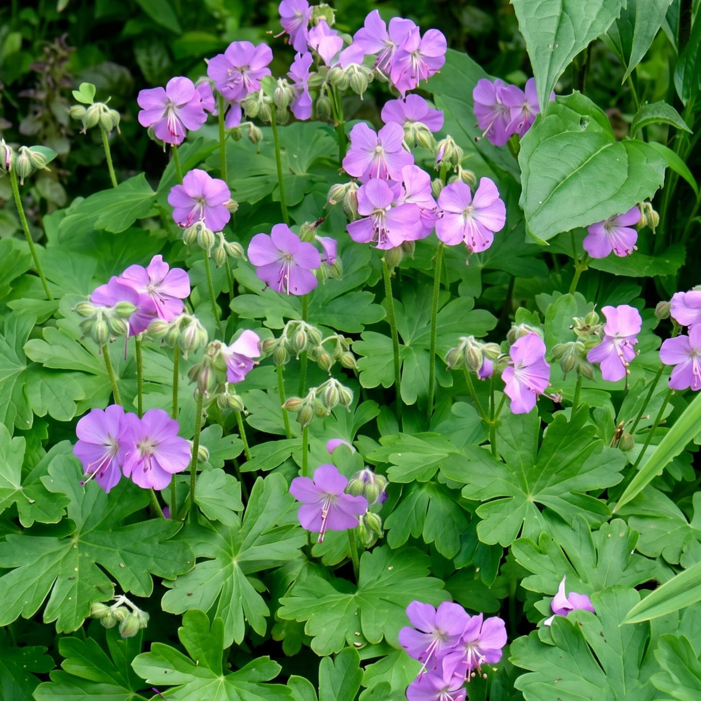 Cambridge Blue Cranesbill