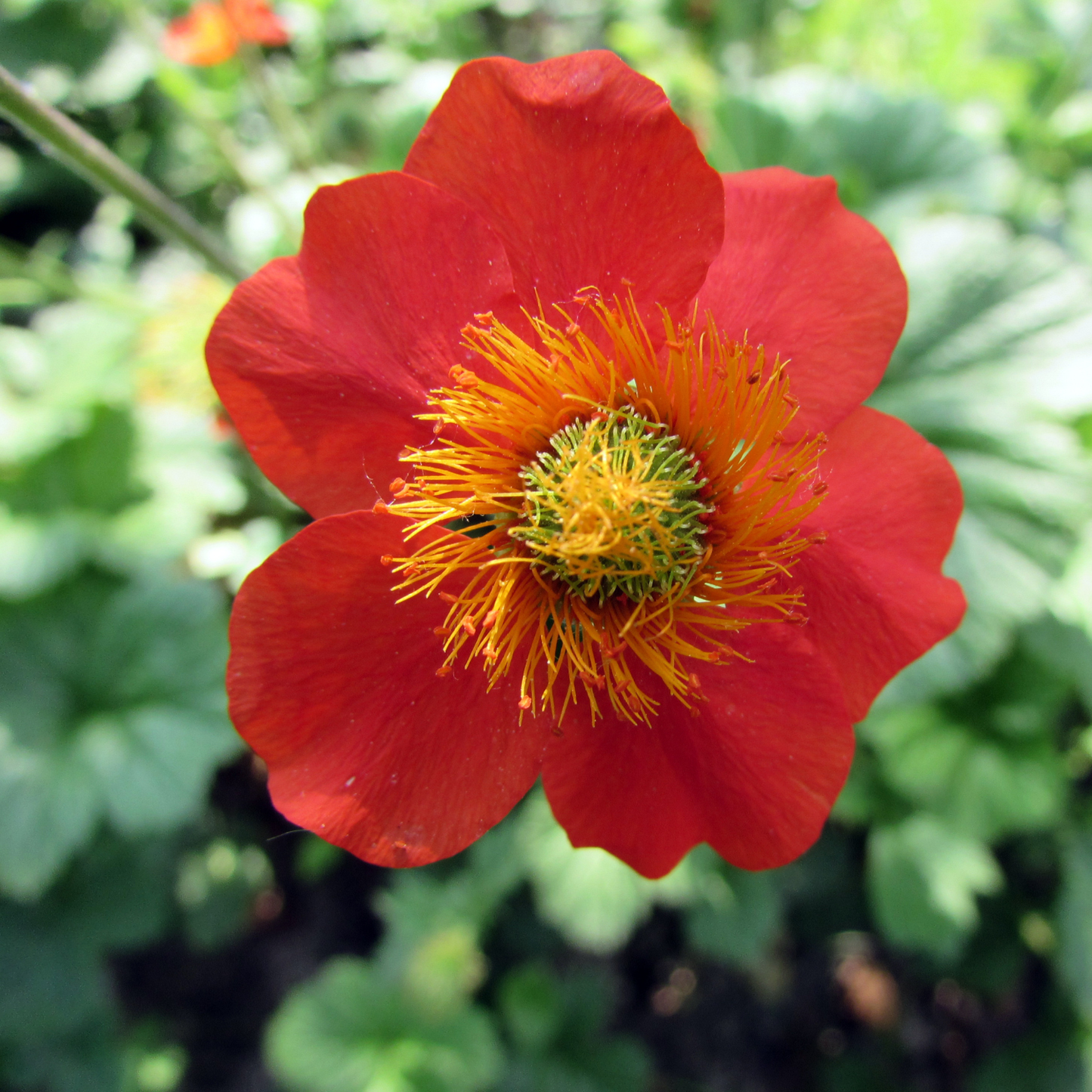 Koi Geum