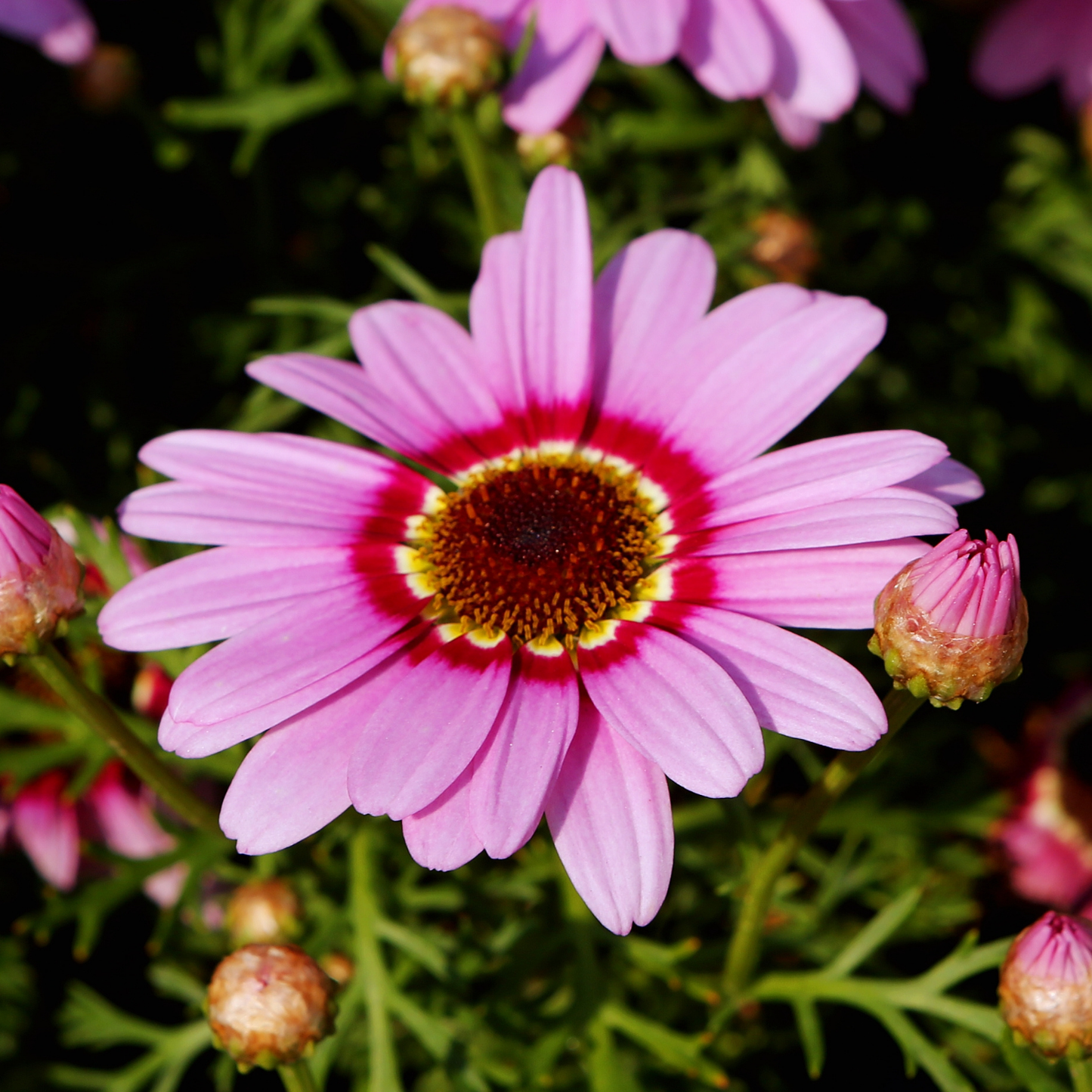 Grandaisy Pink Halo Marguerite Daisy