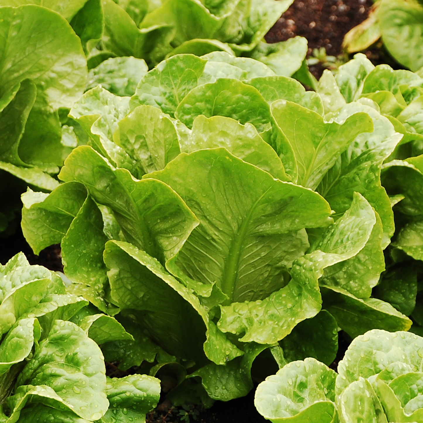 Green Forest Romaine