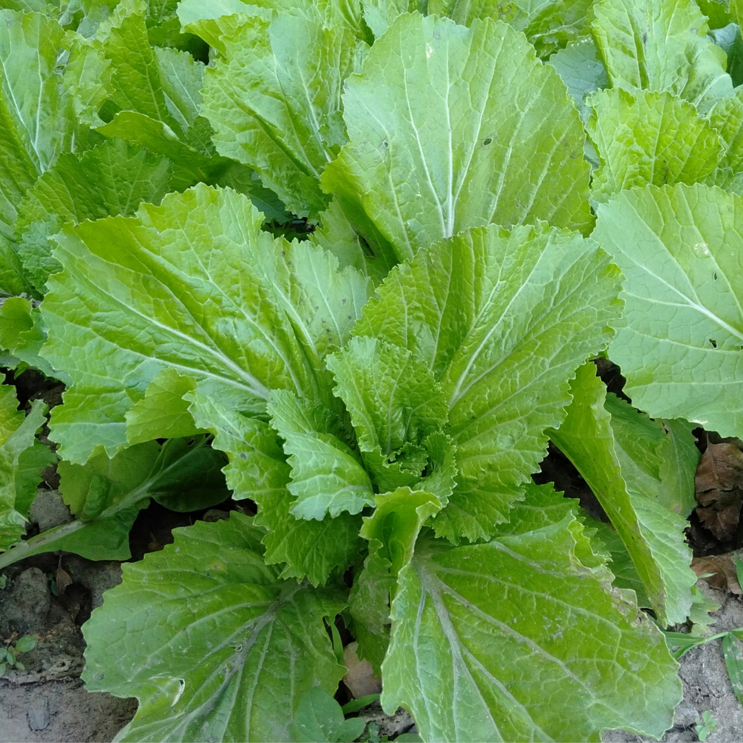Green Wave Mustard