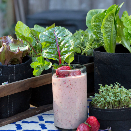 Superfood Bundle + Course