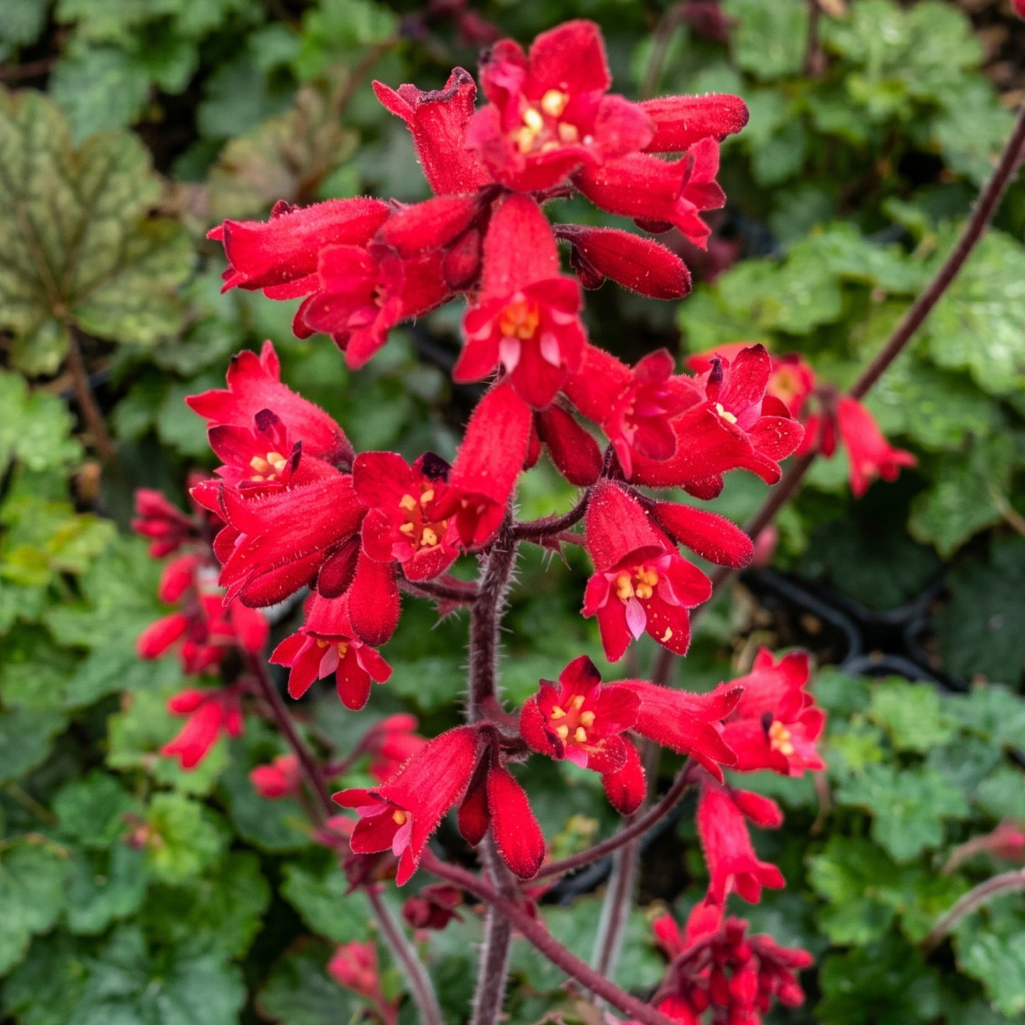 Coral Petite Coral Bells