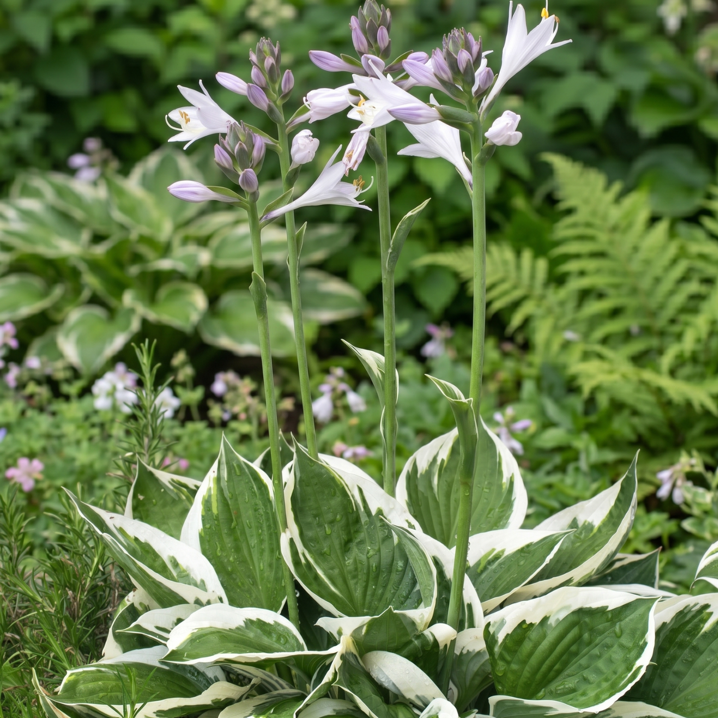 Minuteman Hosta