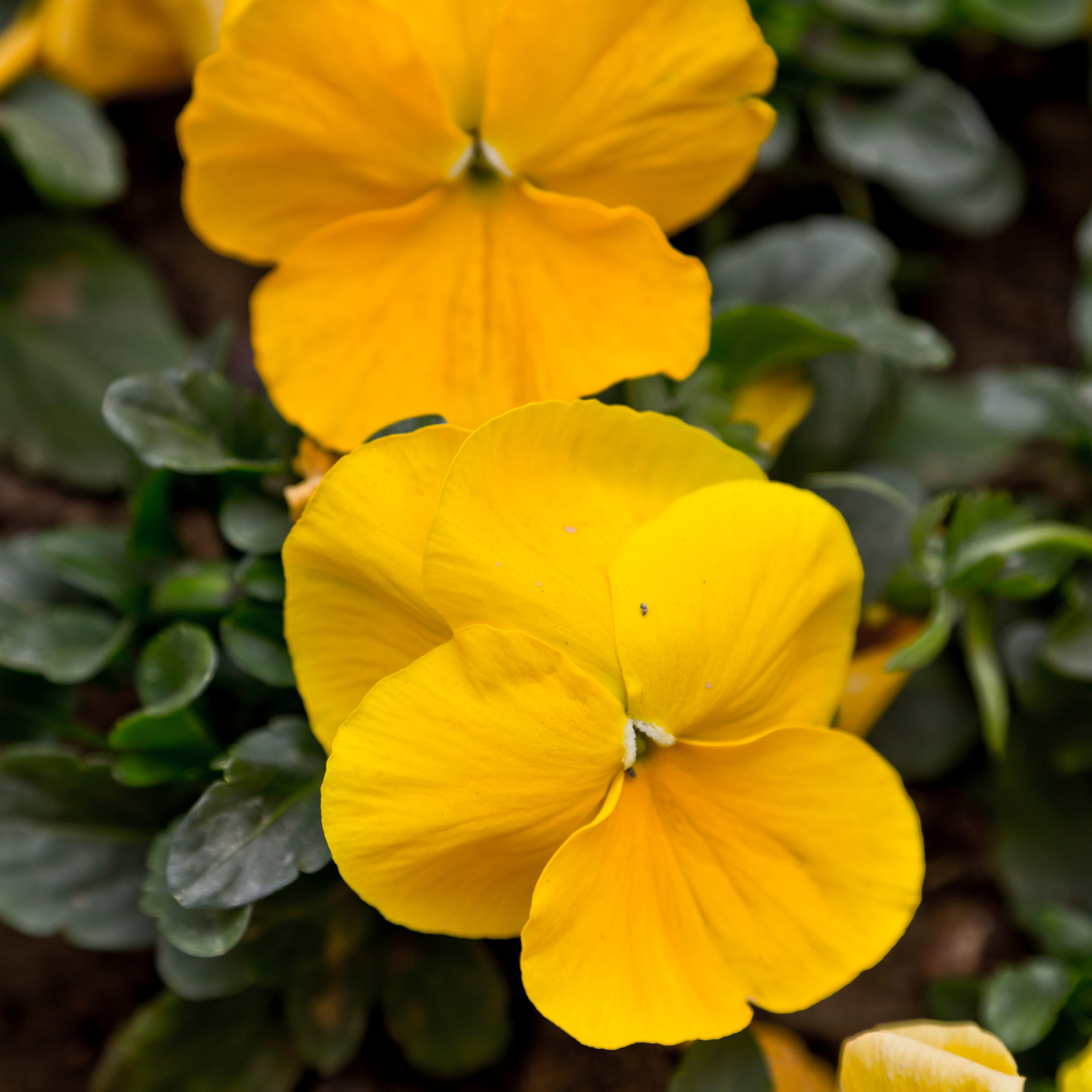 Halo Golden Yellow Viola