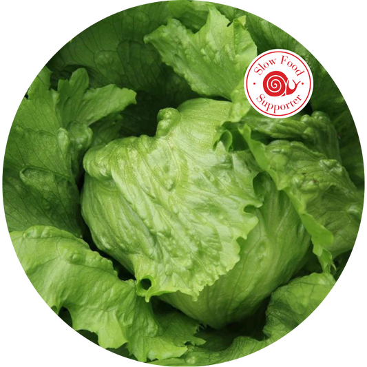 Ark of Taste Hanson Head Lettuce