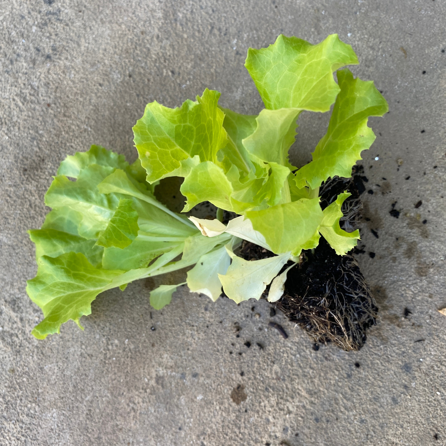 Ark Of Taste Hanson Head Lettuce