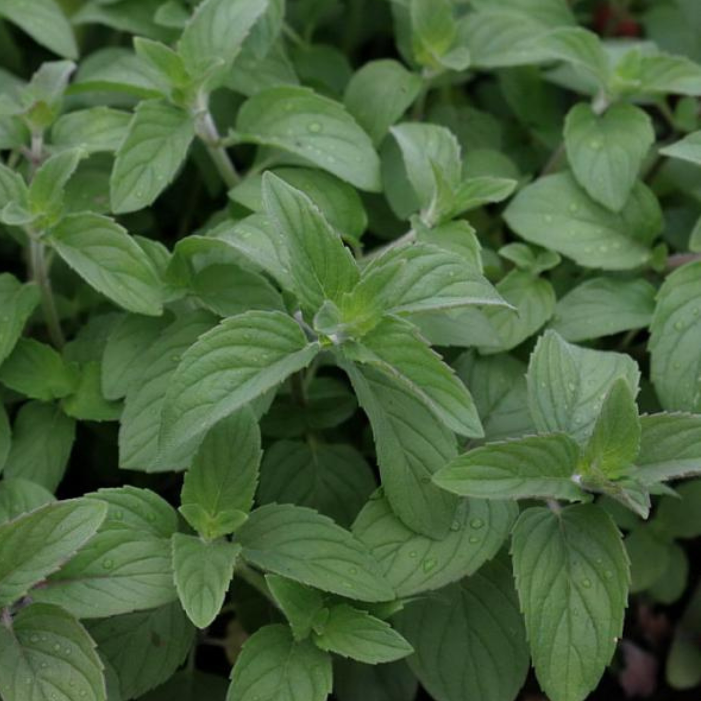 Hillary's Sweet Lemon Mint