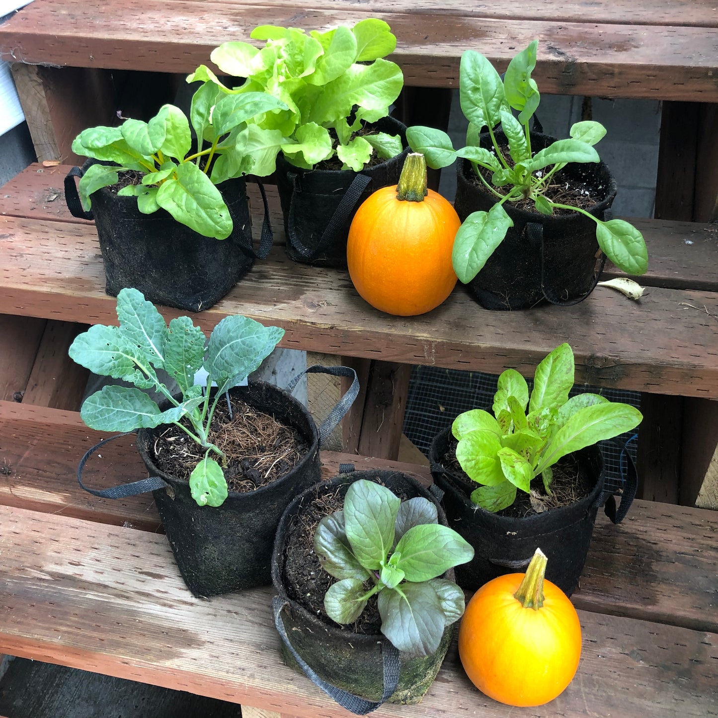 Specialty Lettuce Seedling 6-Pack Bundle