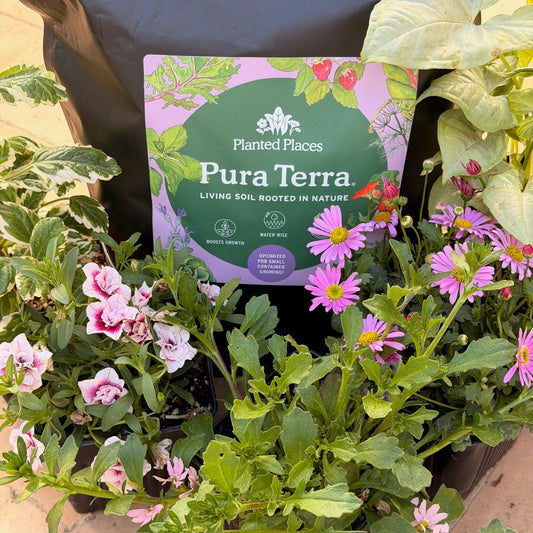 Pretty in Pink Monthly Flower Box