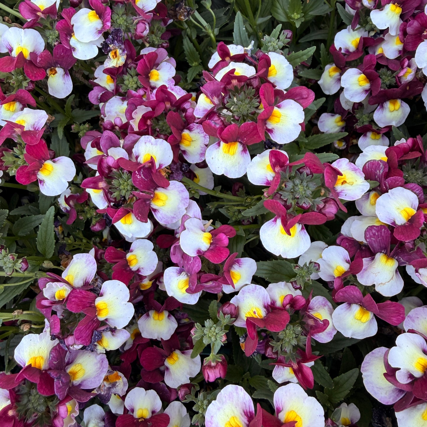 Elderberry Cream Escential Nemesia