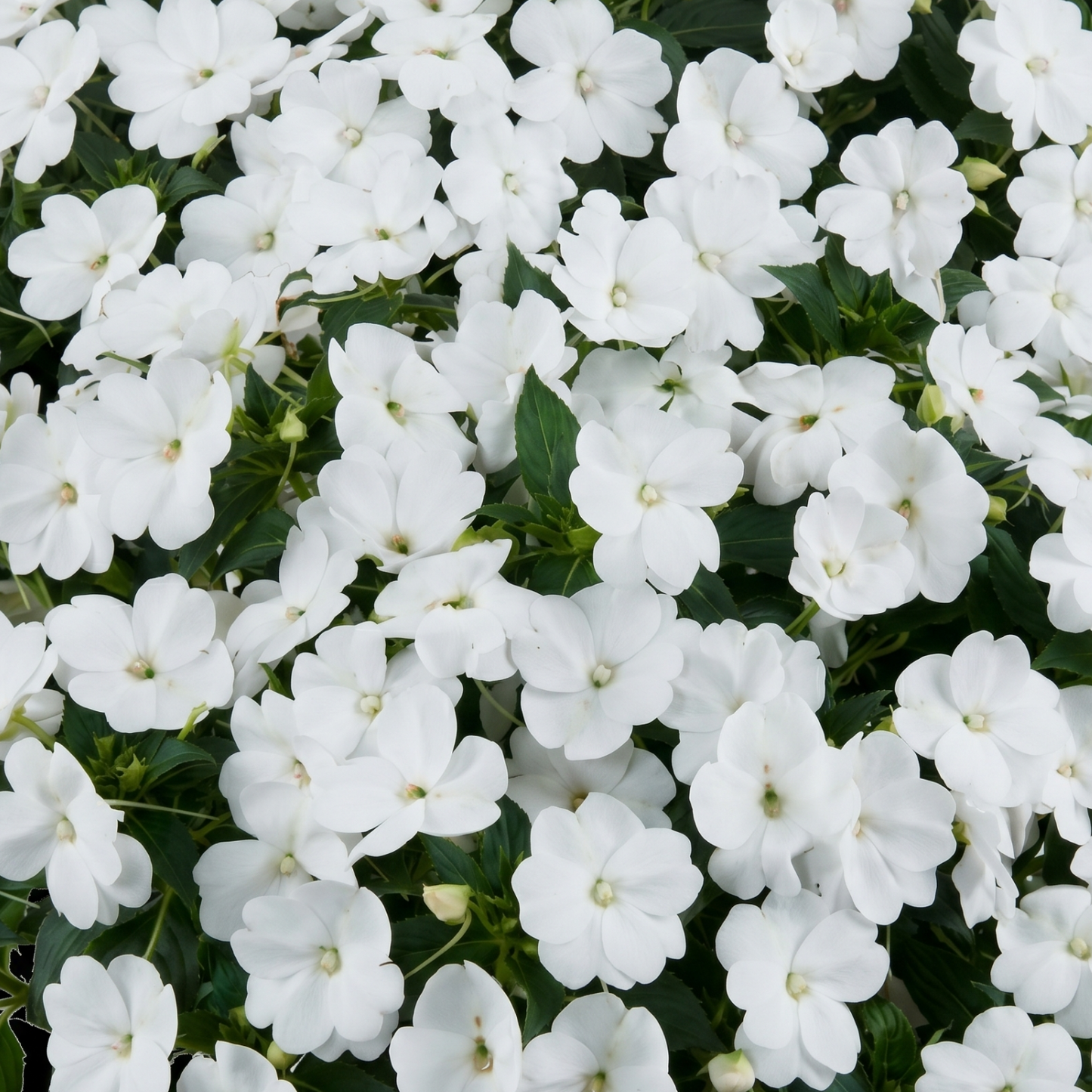 Sol Luna White New Guinea Impatiens