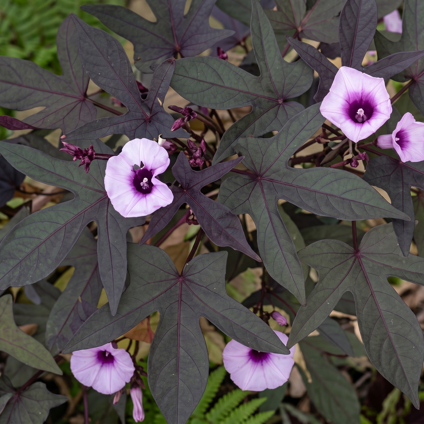 Blackie Sweet Potato Vine