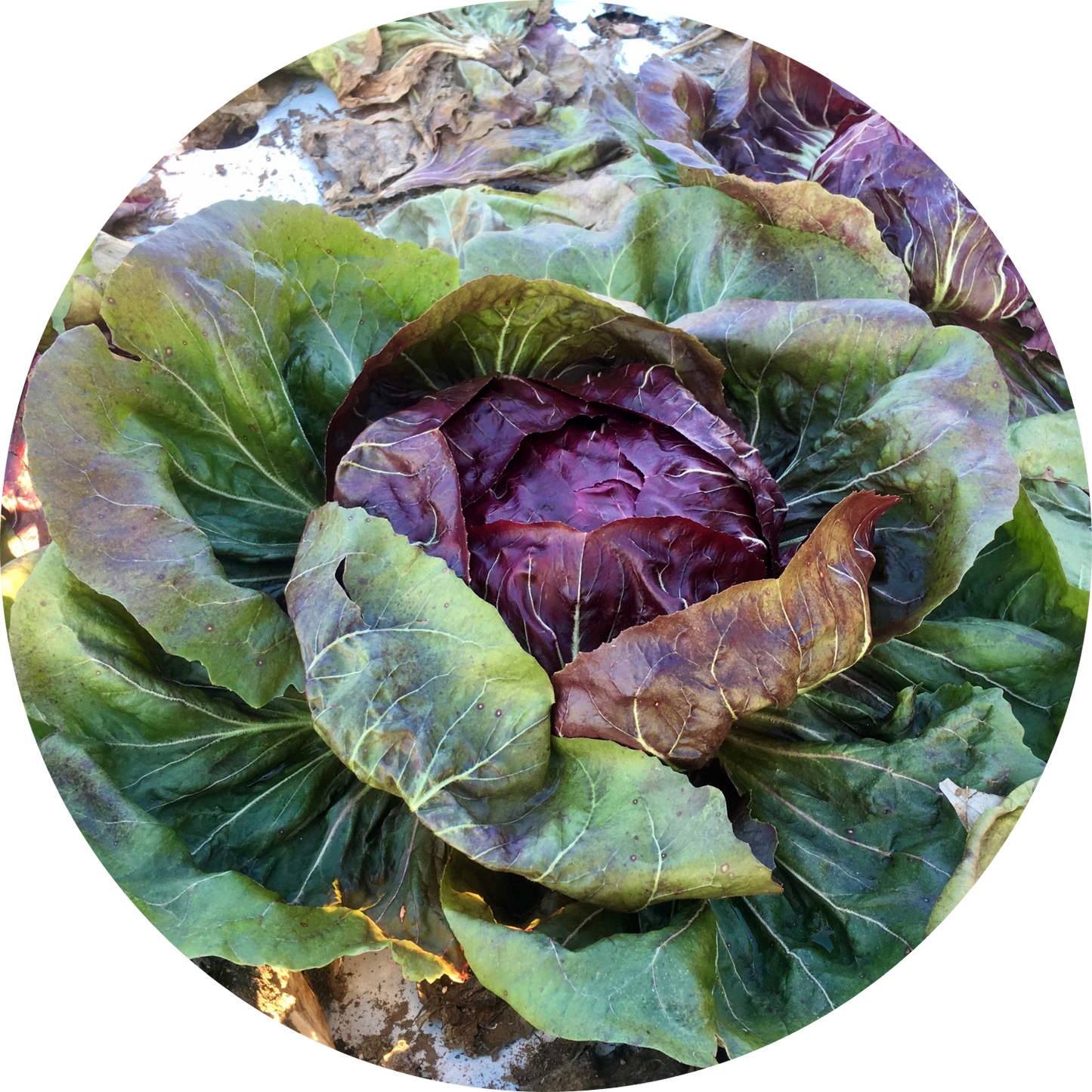 Indigo Radicchio