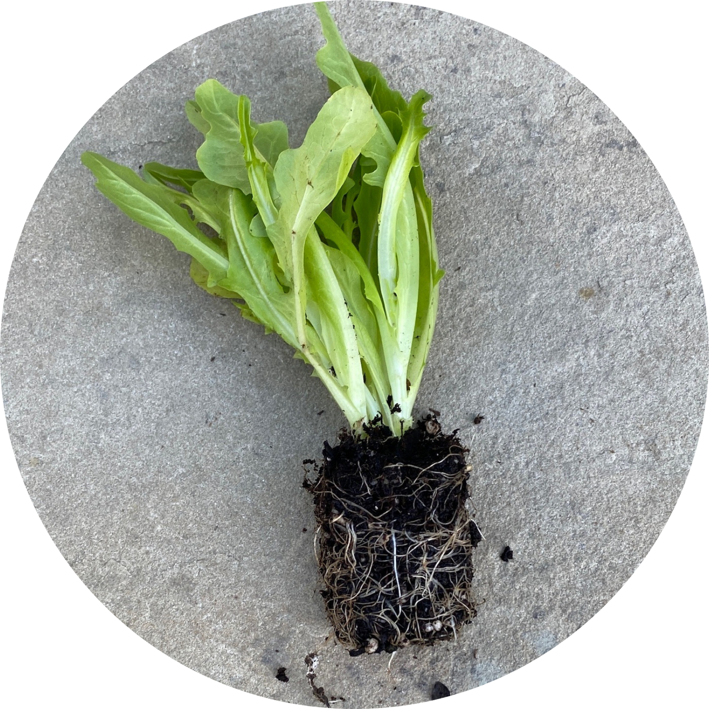 Italienischer Leaf Lettuce