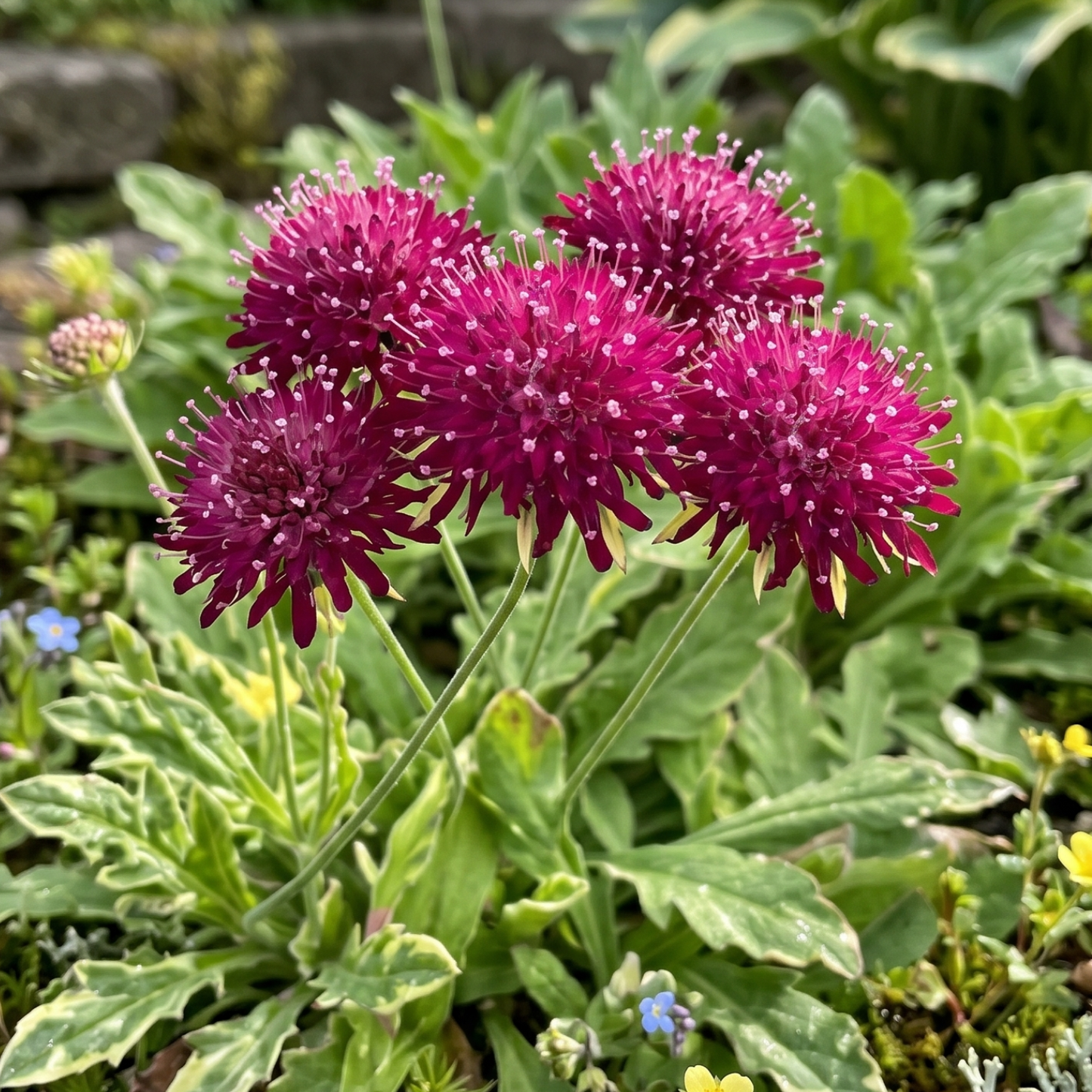 Thunder and Lightning Macedonian Scabious