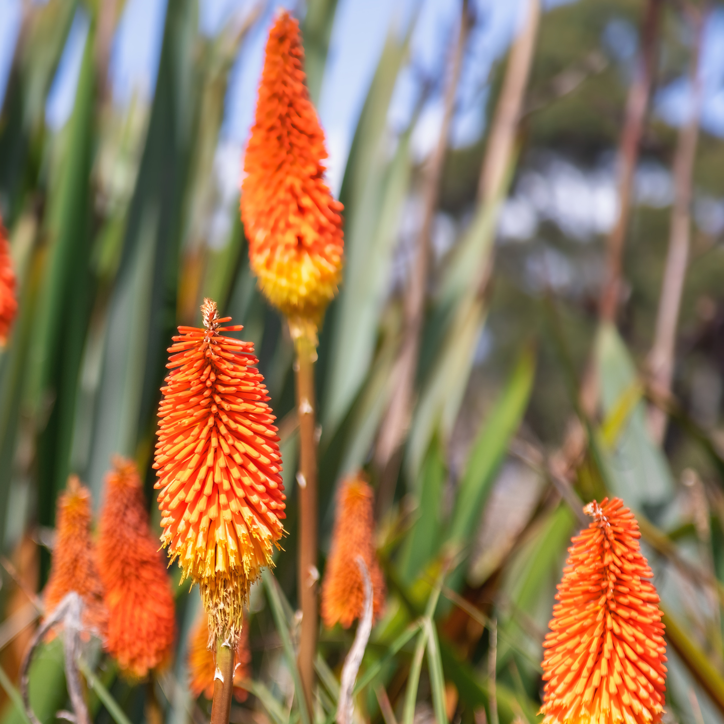 Flamenco Red Hot Poker