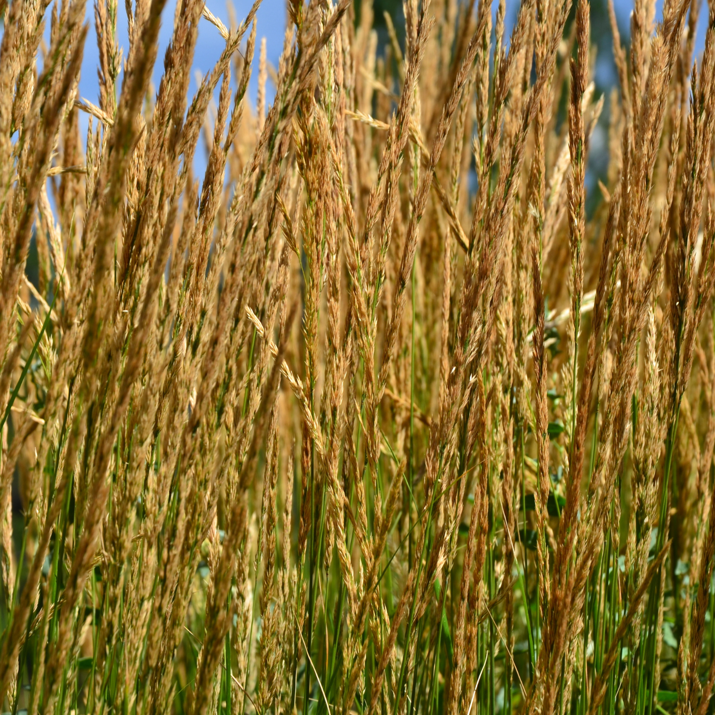 Karl Foerster Feather Reed Grass