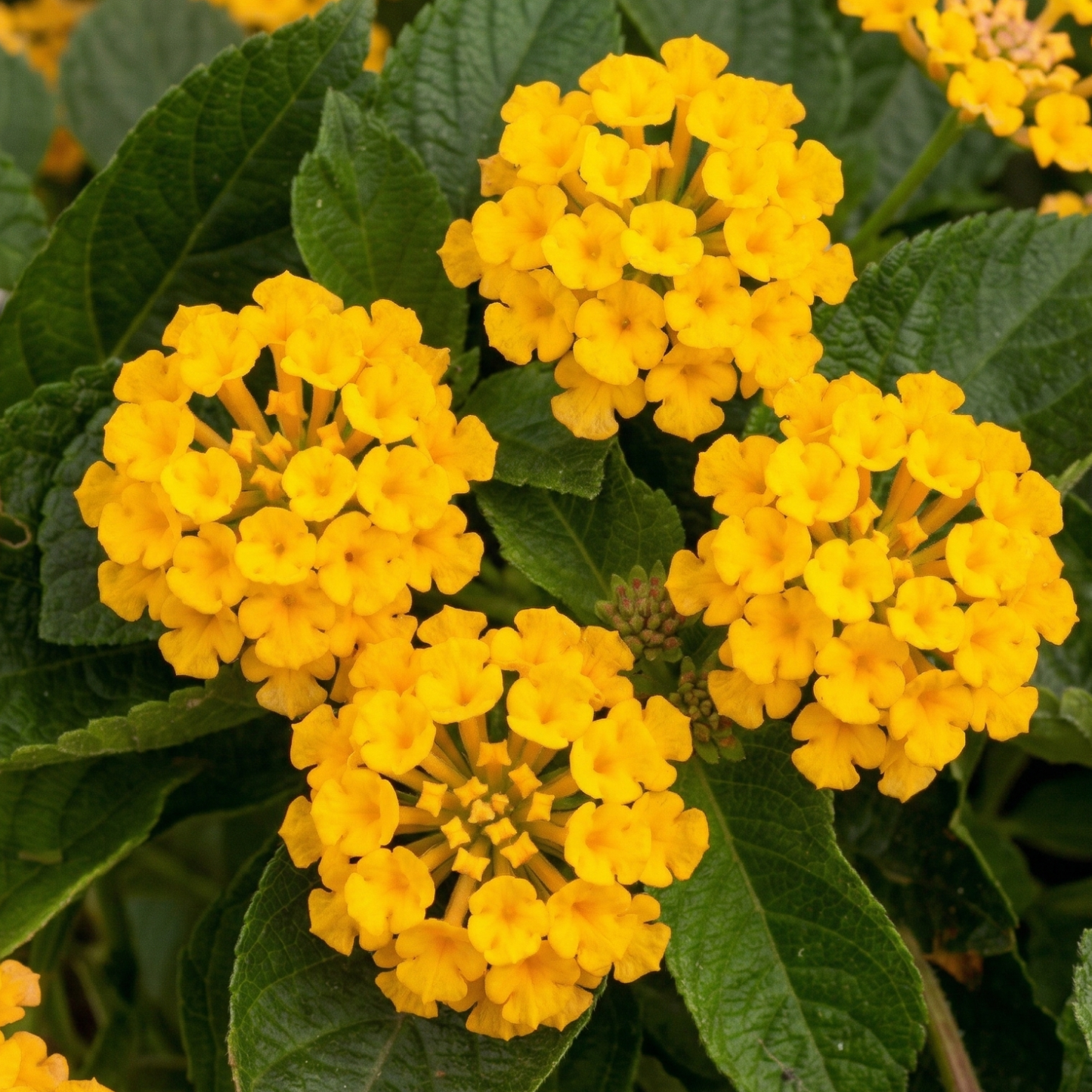 New Gold Trailing Lantana